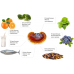 Reishi plus LR Germany, капсули 30 штук