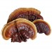 Reishi plus LR Germany, капсули 30 штук