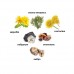 Dsquared2 Wild версія, Aromat, Your temper туалетна вода